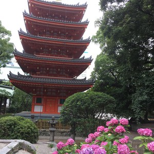 紫陽花の綺麗な季節になりました