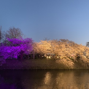大盛り上がりのお花見