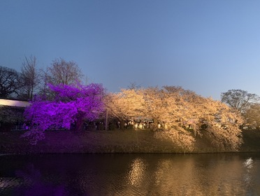 大盛り上がりのお花見